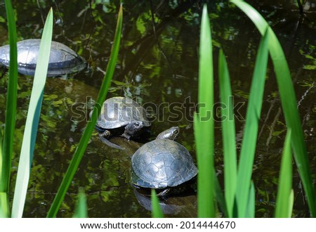 A pair of European swamp turtles (Emys Orbicularis) basking in the sun.