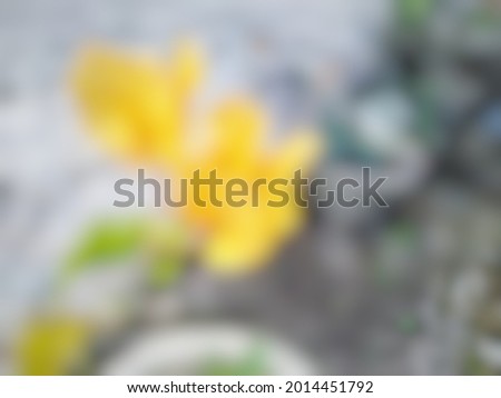 Defocused abstrack background of yellow flower