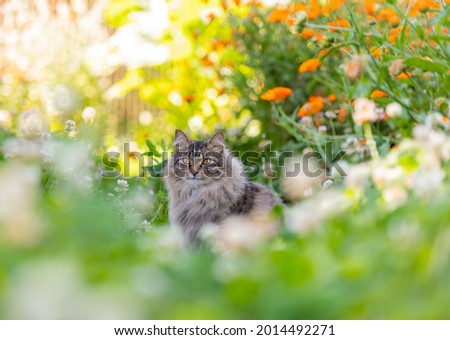 Brown Tabby Fluffy Cat Sitting Outside in Clover and Flowers