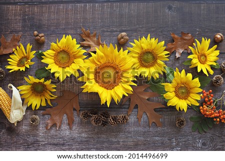 Festive autumn decoration from sunflowers, leaves, cones and acorns. Concept of Thanksgiving Day or Halloween on a dark wooden background. Flat layot autumn composition with copy space.