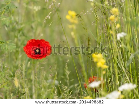 A focus shot of red Common poppy flowers with yellow flowers blurred background on a spring day