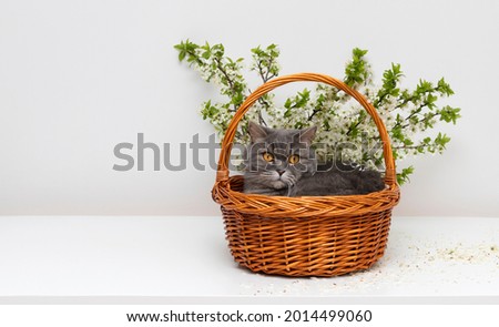 Scottish straight cat in a flower basket on a white table. Greeting card or Easter composition. Cat in cherry blossoms. Copy space.