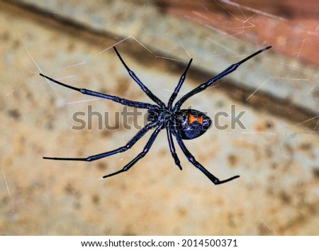 Black Widow Spider waiting for her prey Royalty-Free Stock Photo #2014500371