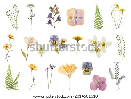 Set with beautiful dried meadow flowers on white background Royalty-Free Stock Photo #2014501610