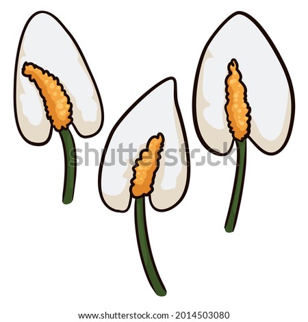 Set with three isolated white anthurium flower samples in cartoon style over white background.