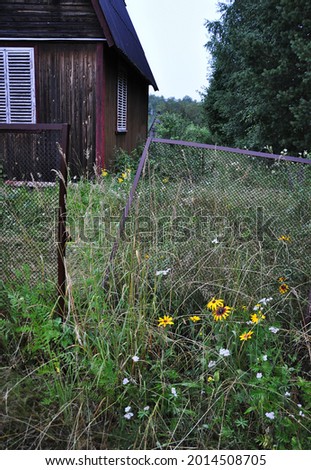 slightly blurred rustic country background with rudbeckia and a broken fence in the foreground and overgrown abandoned houses in the background at dusk (all data, signs and signs removed)
