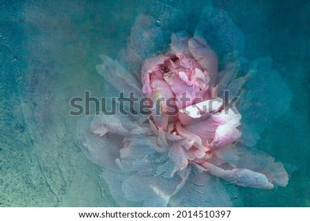 Peony in ice. Frozen fresh beautiful flower of and air bubbles in the ice cube. Thawing flower. Frozen Flora. Cold Water Texture. Underwater flower on an isolated background. Royalty-Free Stock Photo #2014510397