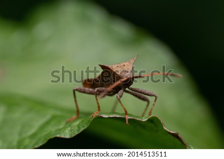 A closeup shot of a bedbug on a green leaf