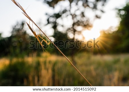 A nymph of european mantis (Mantis religiosa) on a grass in a natural habitat. A nymph of a mantis, male animal. Golden hour, sunset on background. Royalty-Free Stock Photo #2014515092