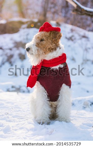 Wire-haired fox terrier in Christmas outfit walking in the snow in winter in the forest. Pet dog on vacation wearing a Santa Claus hat during the New Year. Image for calendar and greeting card.
