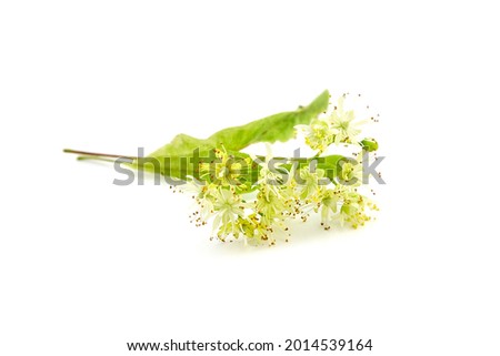 Linden tree flowers isolated on white background. Basswood blossom. Linden herbal tea ingredient
