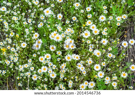 Top view, meadow with field camomile close-up, nature outdoors