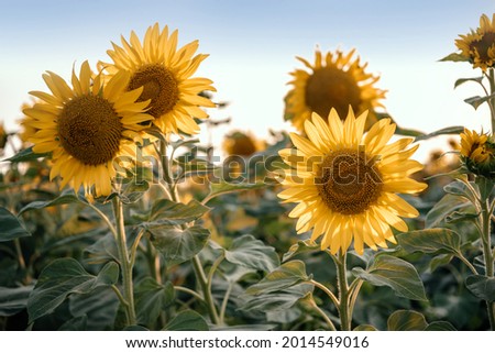 Golden sunflower in the sunflower field against blue sky summer agricultural background