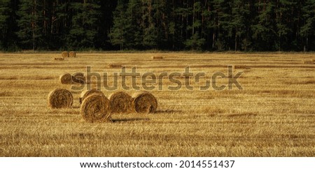 round bales of golden straw on a field with stubble after harvesting wheat in front of a green coniferous forest. daytime summer modern agricultural landscape