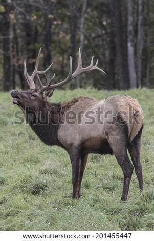 Bull Elk - Photograph taken in Elk County, Elk State Forest, Benezette, Pennsylvania