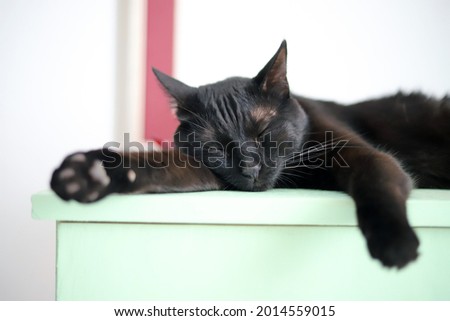Sleeping black cat on the table