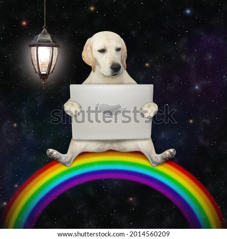 A dog labrador sits on the rainbow and looks into a laptop. Starry sky background.