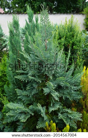 Chamaecyparis lawsoniana 'Columnaris' in July. Chamaecyparis lawsoniana, known as Port Orford cedar or Lawson cypress, is a species of conifer in the genus Chamaecyparis, family Cupressaceae. Berlin Royalty-Free Stock Photo #2014567004