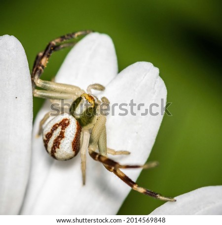 Spider on petals of chamomile