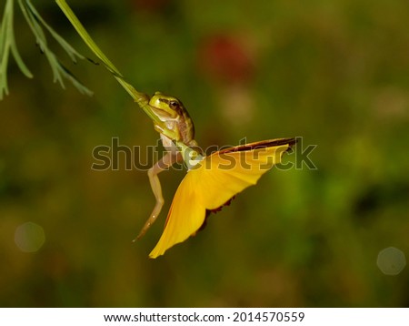 Frog on a flower on a pond close-up.