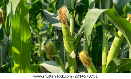 Corn cob in a corn plantation. Main focus is on the corncob. Young and green corn field during the summer. Concept of agriculture, produce, maize and farming. Royalty-Free Stock Photo #2014570751