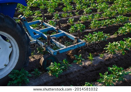 A tractor with a plow is cultivating a field of potatoes. Agroindustry and agribusiness. Field work cultivation. Farm machinery. Crop care, soil quality improvement. Plowing and loosening ground