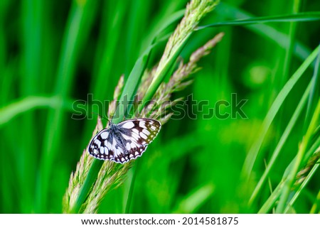 A butterfly on a rice plant with sunrays in the farm field
