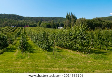 agriculture green trees in a garden nature farm plantation