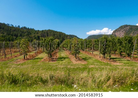 agriculture green trees in a garden nature farm plantation