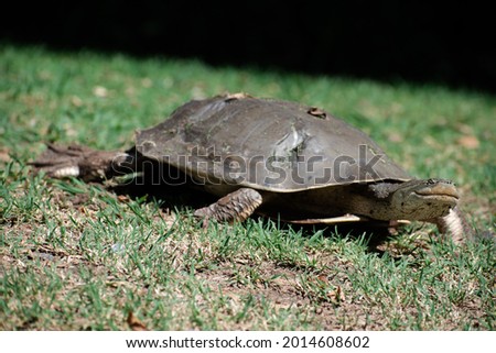 Turtle walking on the grass.