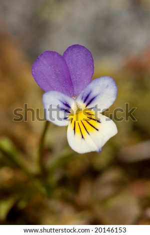 A shallow DOF macro image of a small wild Pansy.