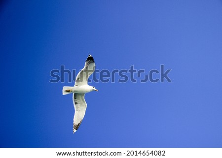 A low angle of a seagull flying in the blue calm sky