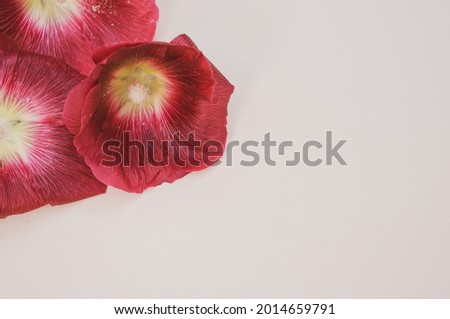 A high angle shot of Shirley poppy flowers isolated on a light cream background with copy space