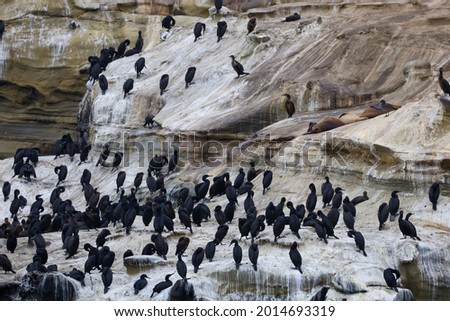 A flock of Brandt's cormorants on the cliffs above La Jolla Cove in California.