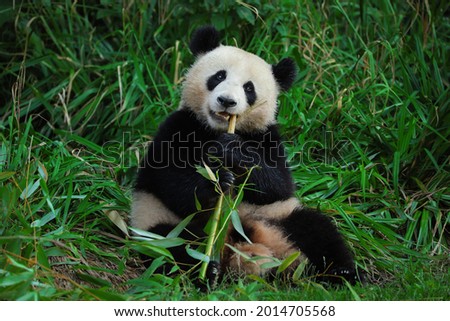 Satisfied panda feeding on bamboo