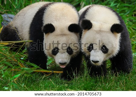 Two young panda walking side by side.