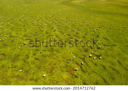 Sheep on the prairie with blue sky. Shot in xinjiang, China.