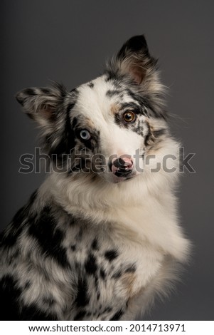 Vertical shot of a spotted border collie dog with heterochromia eyes