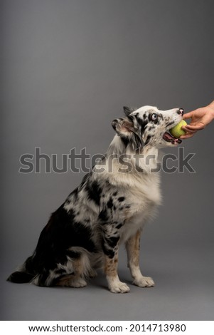 A border collie taking a ball - dog training