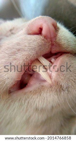 This is a picture of Persian cat teeth, noisy photo, non focus photo