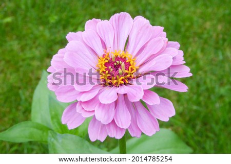 close up of beautiful pink Zinnia flower in the garden with green grass in summer season. 