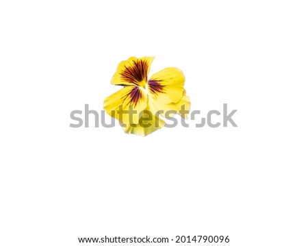 Isolated on white background Pansies yellow flowers
