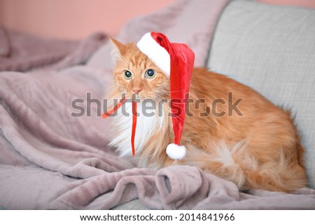 Cute cat in Santa hat at home