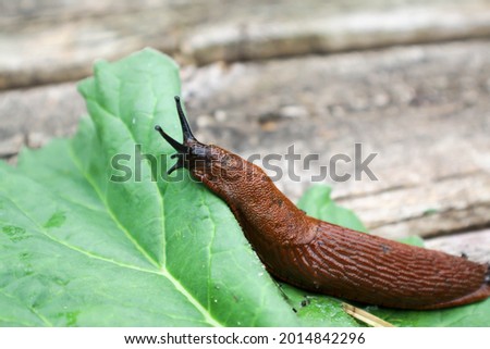 Garden pests, slugs on the leaves Royalty-Free Stock Photo #2014842296