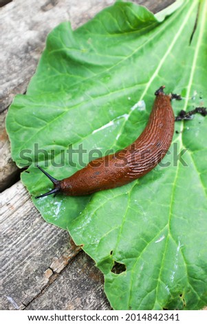 Garden pests, slugs on the leaves Royalty-Free Stock Photo #2014842341