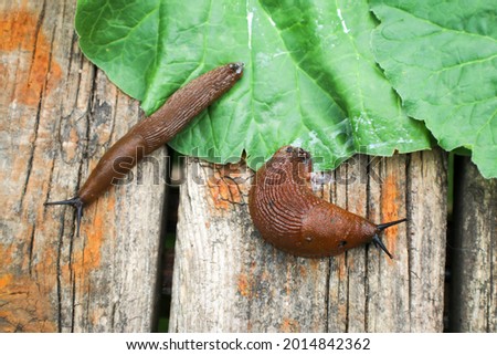 Garden pests, slugs on the leaves Royalty-Free Stock Photo #2014842362