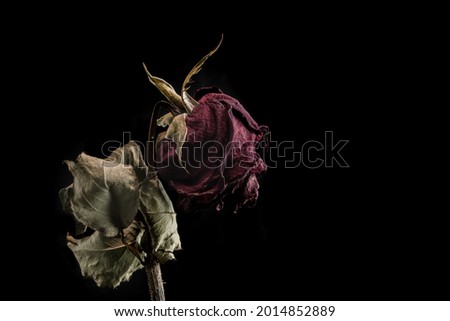 Roses withered on black background. Royalty-Free Stock Photo #2014852889