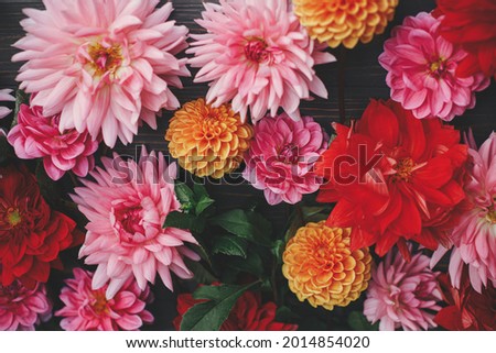 Colorful red, pink and orange dahlias flowers composition on rustic wood flat lay. Floral card. Beautiful Autumn wallpaper. Autumn flowers on dark wooden background. Seasons greetings.
