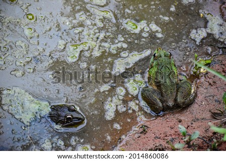 A picture of a green toad sitting in the shore of a pond and a black toad partially submerged in the water