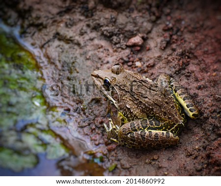 A close up picture of a brown toad sitting in the shore of a pond 
